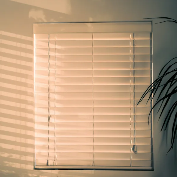 Window blinds in warm evening light